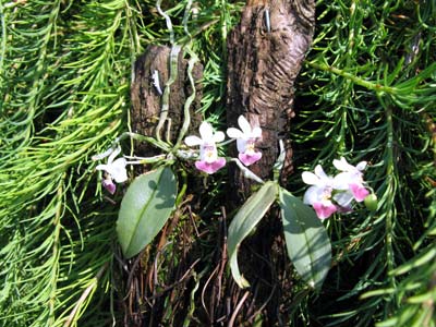 Phalaenopsis parishii