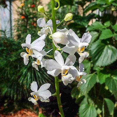Phalaenopsis pulcherima alba (Dorites)