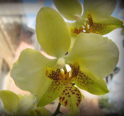 Phalaenopsis stuartiana ,Yellow Strain'