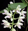 Sedirea japonica (Phalaenopsis japonica)
