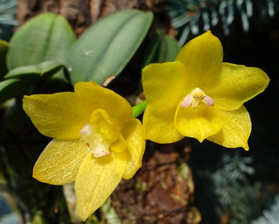 Sophronitis (Cattleya) cernua yellow