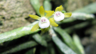 Taeniophyllum obtusum (pusillum)