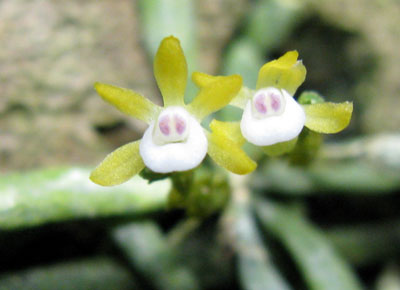 Taeniophyllum obtusum (pusillum)