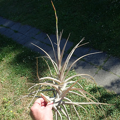 Tillandsia buchlohii